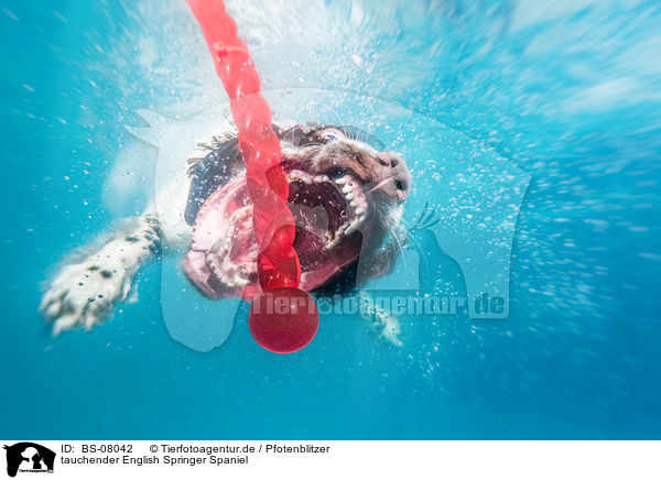 tauchender English Springer Spaniel / diving English Springer Spaniel / BS-08042