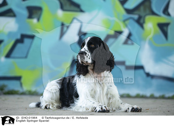 English Springer Spaniel / EHO-01964