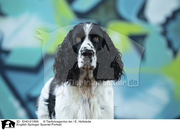 English Springer Spaniel Portrait / EHO-01966