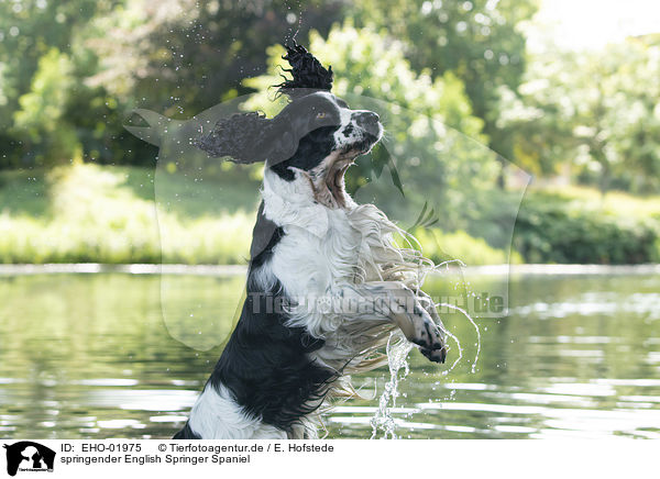springender English Springer Spaniel / jumping English Springer Spaniel / EHO-01975