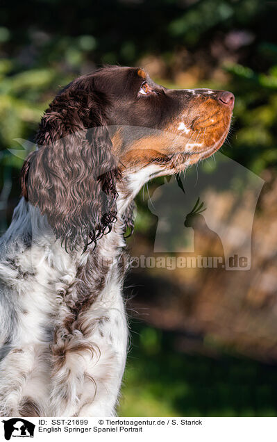 English Springer Spaniel Portrait / English Springer Spaniel Portrait / SST-21699