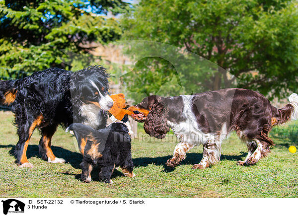 3 Hunde / 3 dogs / SST-22132