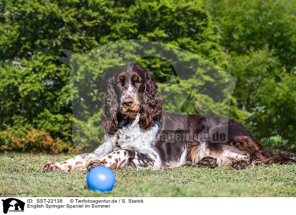 English Springer Spaniel im Sommer / English Springer Spaniel in summer / SST-22138