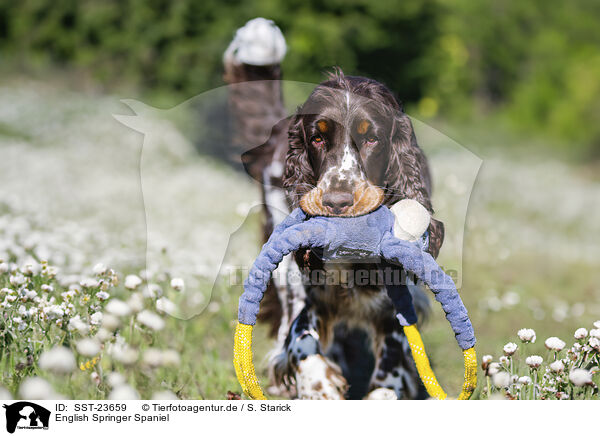 English Springer Spaniel / English Springer Spaniel / SST-23659