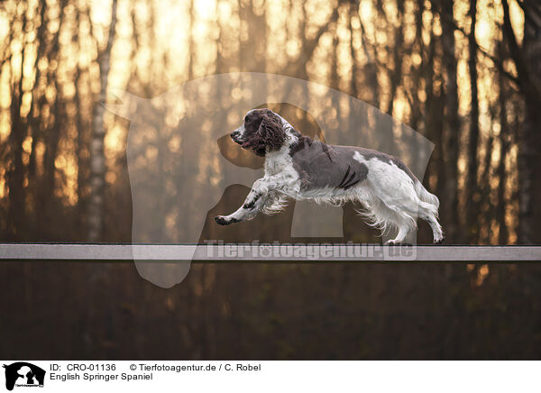 English Springer Spaniel / English Springer Spaniel / CRO-01136