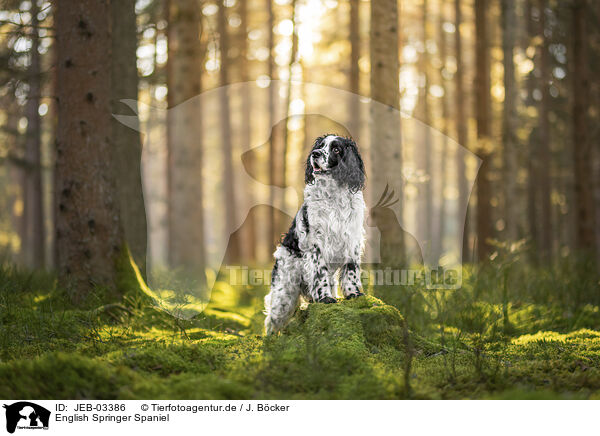English Springer Spaniel / JEB-03386
