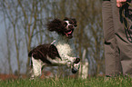 English Springer Spaniel