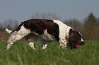 English Springer Spaniel