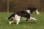 English Springer Spaniel