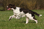 English Springer Spaniel