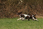 English Springer Spaniel