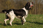 English Springer Spaniel