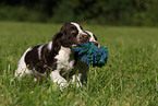 English Springer Spaniel Welpe