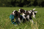 English Springer Spaniel Welpe