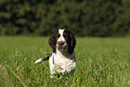 English Springer Spaniel Welpe