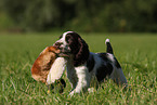 English Springer Spaniel Welpe