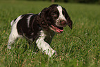 English Springer Spaniel Welpe