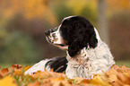 English Springer Spaniel