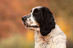 English Springer Spaniel Portrait