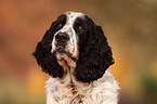 English Springer Spaniel Portrait