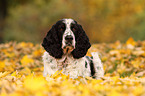 English Springer Spaniel