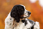 English Springer Spaniel Portrait