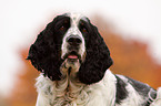 English Springer Spaniel Portrait