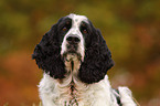 English Springer Spaniel Portrait