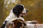 English Springer Spaniel