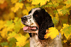 English Springer Spaniel Portrait