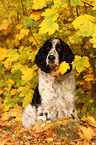 English Springer Spaniel