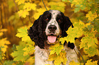 English Springer Spaniel Portrait