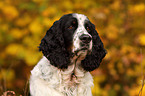 English Springer Spaniel Portrait