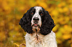 English Springer Spaniel Portrait