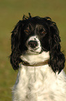 English Springer Spaniel Portrait