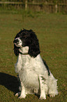 English Springer Spaniel