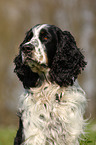 English Springer Spaniel Portrait