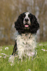 English Springer Spaniel