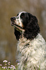 English Springer Spaniel Portrait