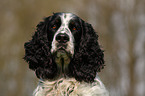 English Springer Spaniel Portrait