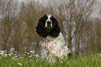 English Springer Spaniel