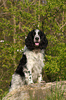 English Springer Spaniel