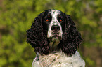 English Springer Spaniel Portrait