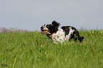 rennender English Springer Spaniel