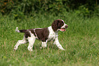 English Springer Spaniel Welpe