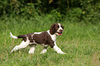 English Springer Spaniel Welpe