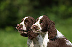 English Springer Spaniel Welpen