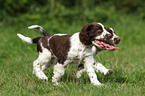 English Springer Spaniel Welpen