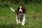 English Springer Spaniel Welpe