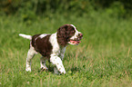 English Springer Spaniel Welpe